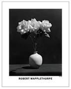 メイプルソープ Rose,1983